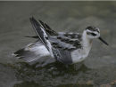 Grey Phalarope
